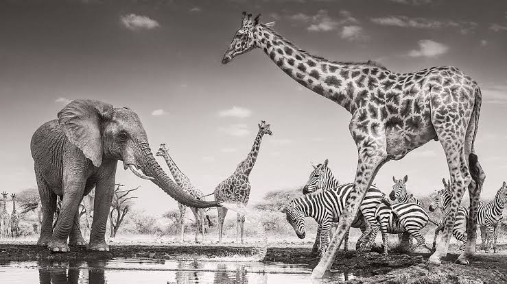 Wildlife Photographer of the Year 2026 Winner Revealed Wildlife Photographer of the Year 2026